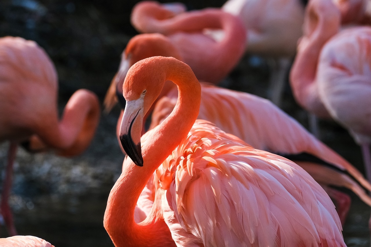 dlaczego flamingi są różowe