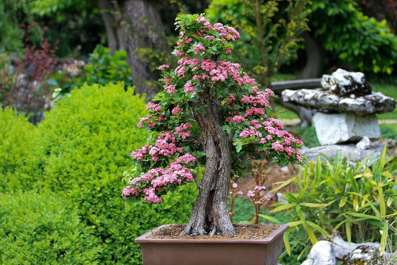 jak uratować drzewko bonsai