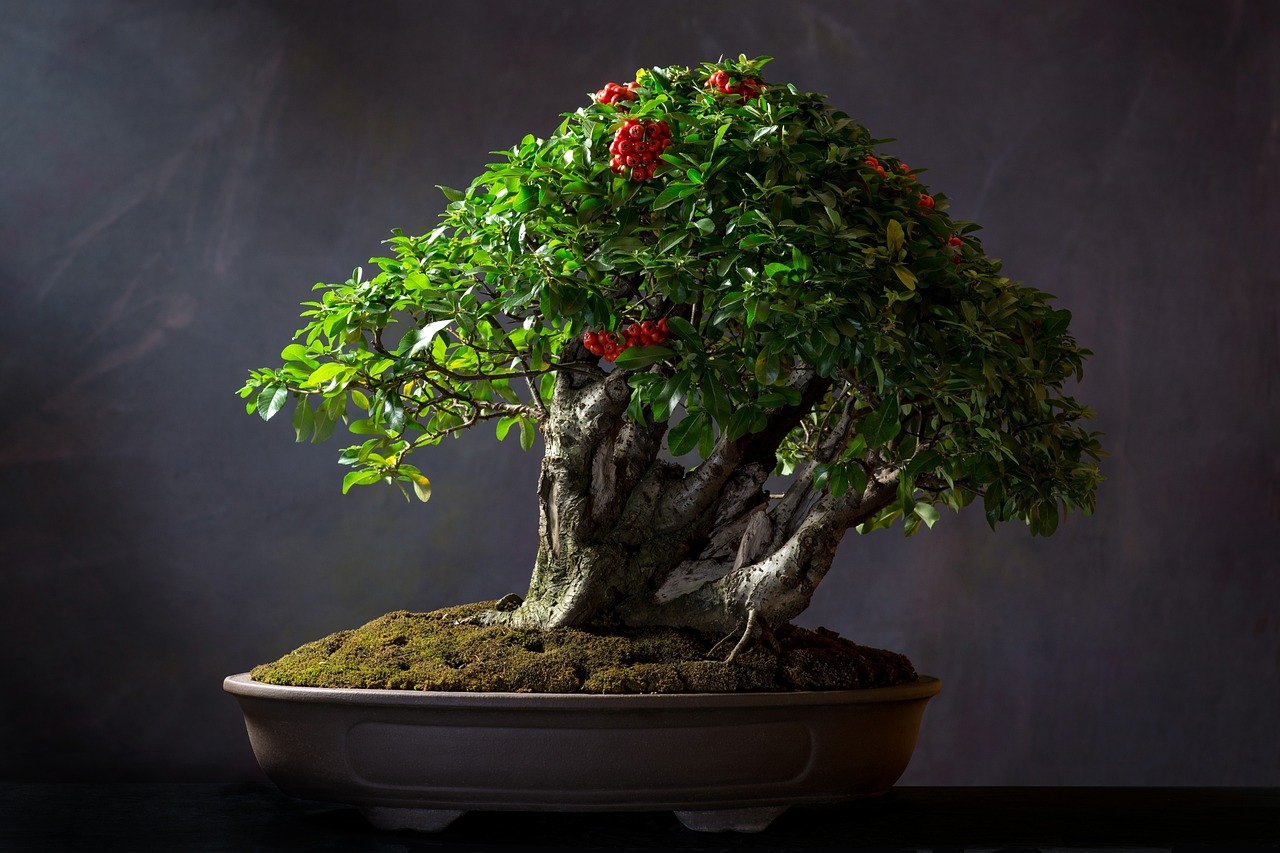 jak uratować uschnięte drzewko bonsai