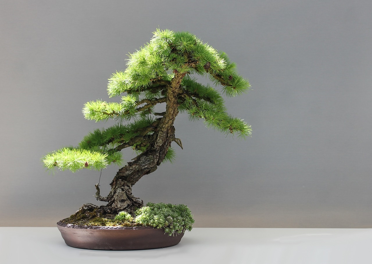 jaka ziemia do drzewek bonsai