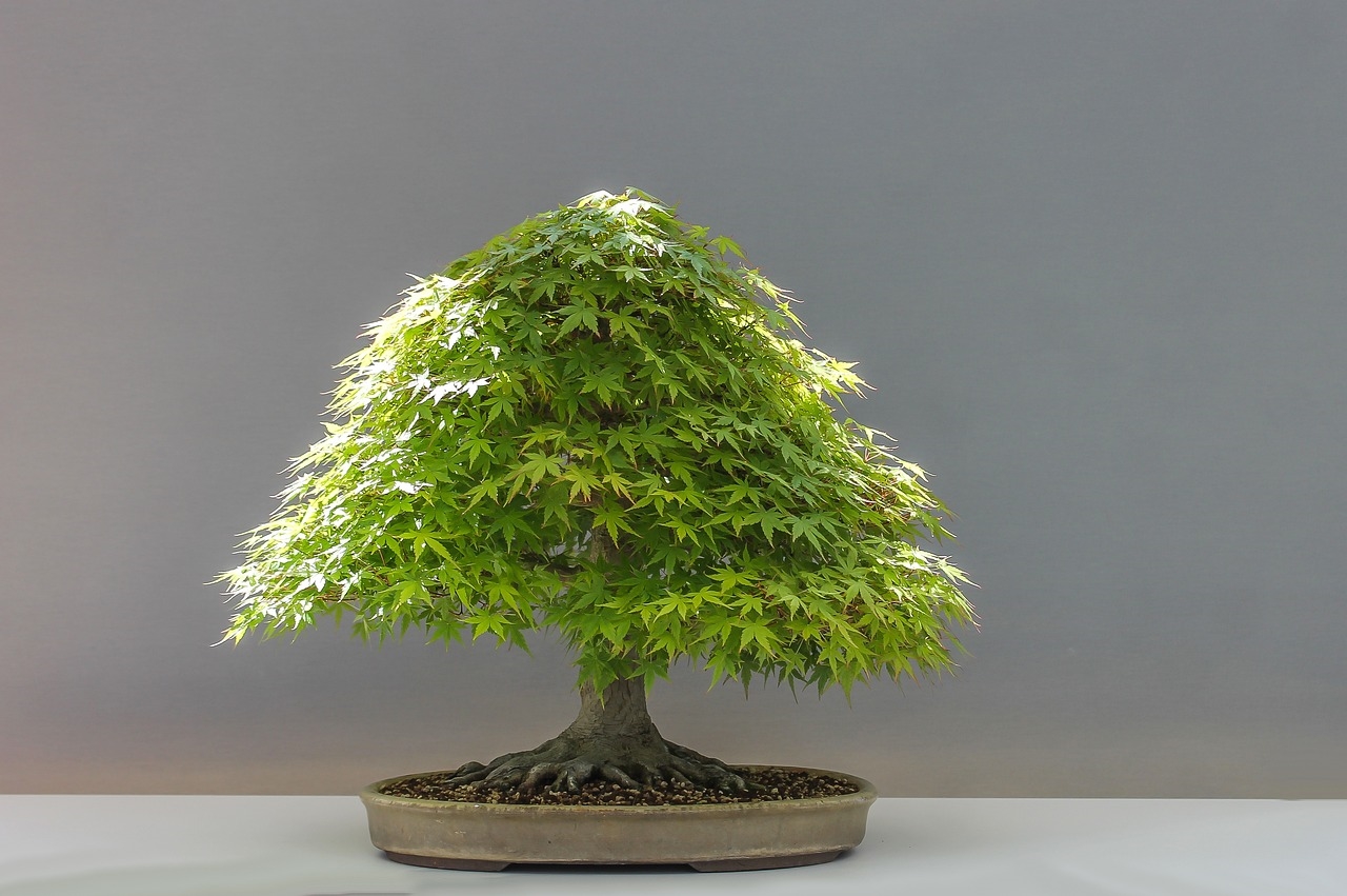Jaka ziemia jest najlepsza do bonsai?