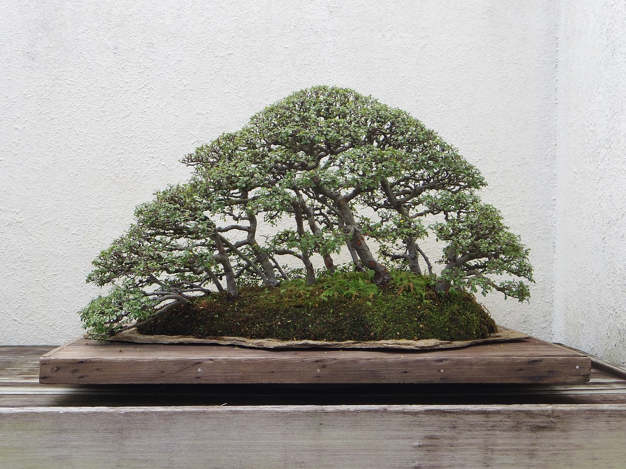 zwykłą ziemia do bonsai